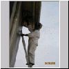BH Bee Removal May 2005_005.jpg